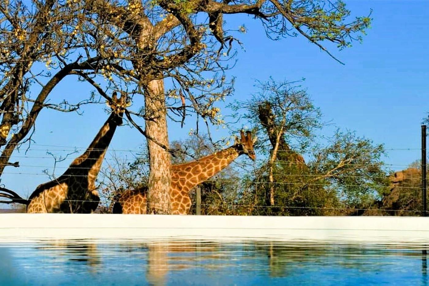 Hotel Ngalali Retreat Grietjie Game Reserve Exteriér fotografie